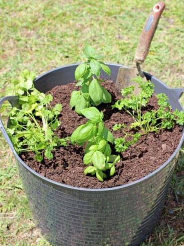 How to start a herb garden for less than $11. Full tutorial on the materials you need, how long it will take and a few handy hints about growing herbs. | thekiwicountrygirl.com