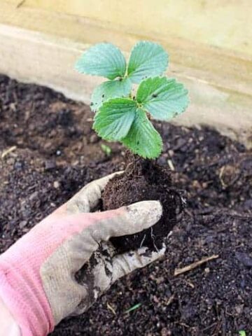 Hand holding strawberry plant ready to go in the ground
