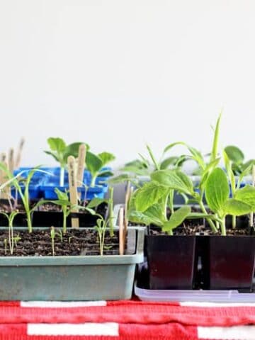 Seedlings in plastic punnets on a table