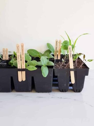 Seedlings in punnets